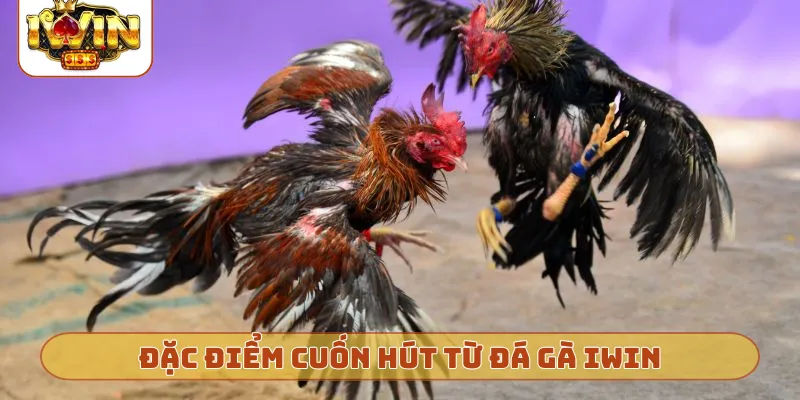 Đặc điểm cuốn hút từ đá gà iWin