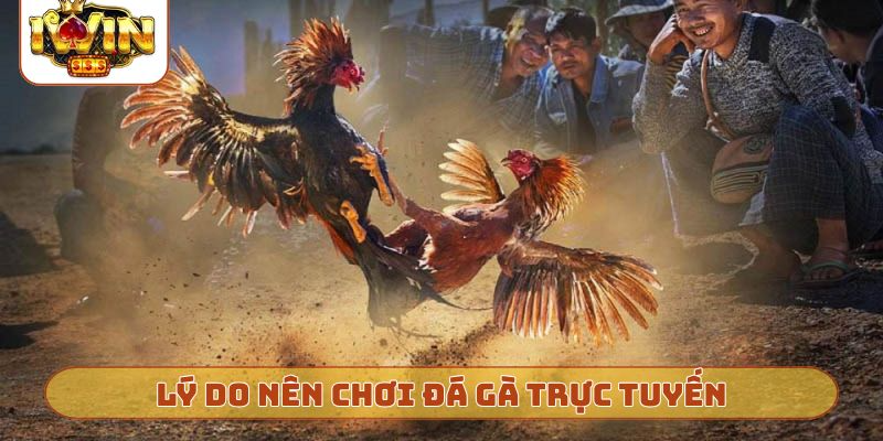 Lý do nên chơi đá gà trực tuyến